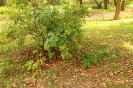 Parklauf